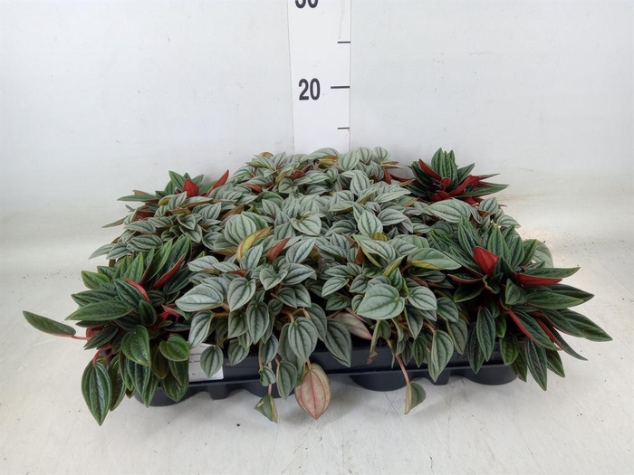 <h4>Peperomia   ...mix</h4>