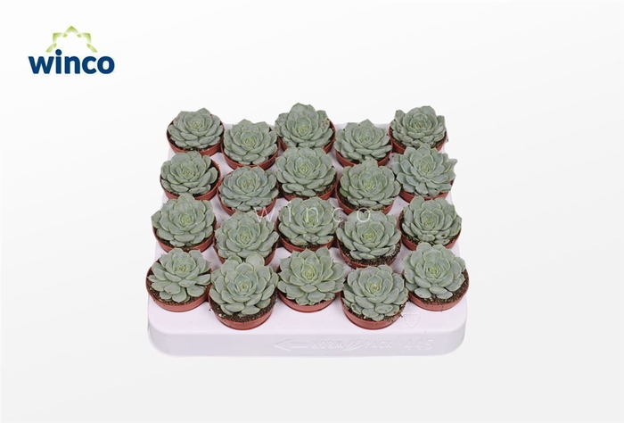 Echeveria Derenbergii Blue