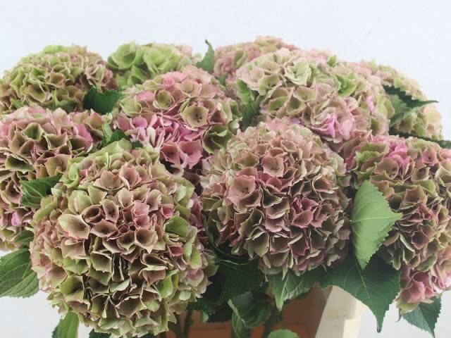 <h4>HYDR M ROY PALACE CL ROSE</h4>