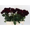 Dahlia Black Lars
