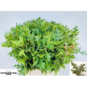 QUERC PALUSTRIS
