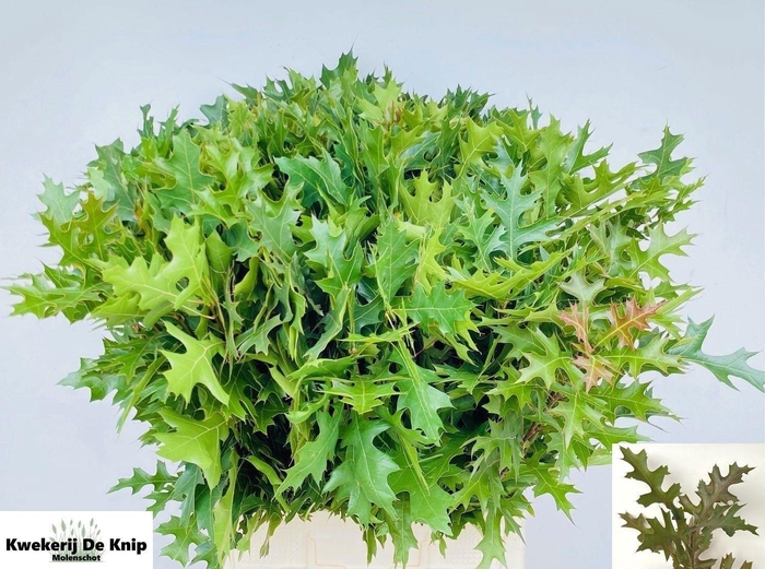 <h4>QUERC PALUSTRIS</h4>