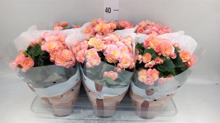 <h4>Begonia elat. DU 'Hailey Sunset'</h4>