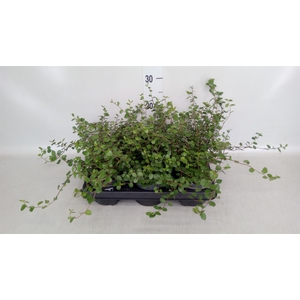 Muehlenbeckia com. 'Mao'ri'