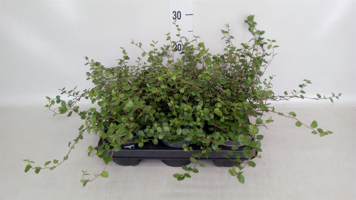 <h4>Muehlenbeckia com. 'Mao'ri'</h4>