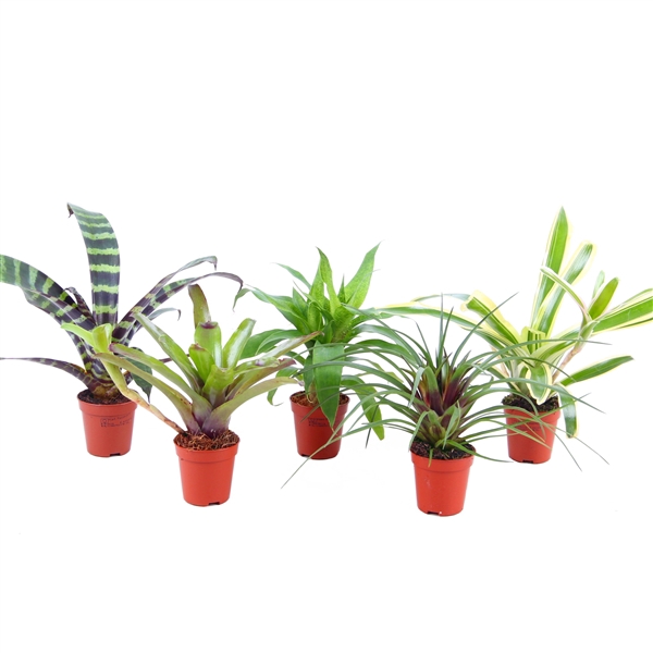 <h4>Forrest mix - blad mix Bromelia</h4>