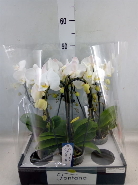 <h4>Phalaenopsis   ...white</h4>