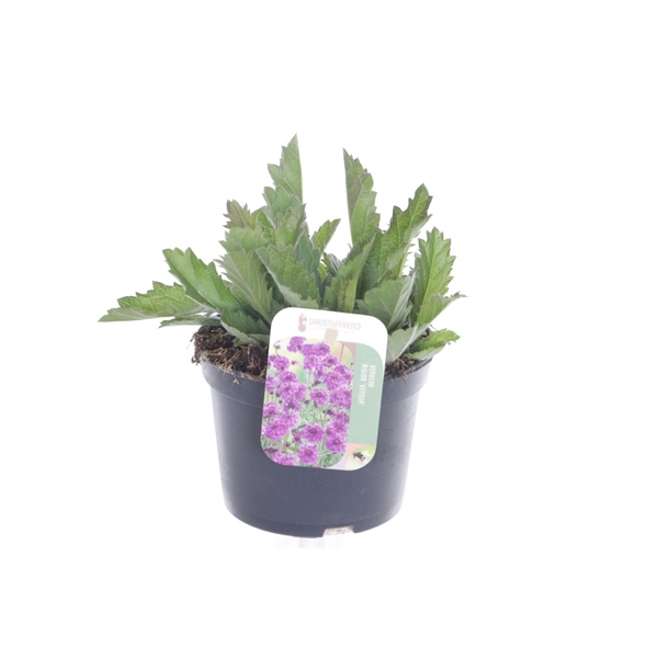 <h4>Verbena rigida Venosa</h4>