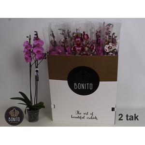 PHAL GEM 8 KL