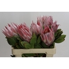 Protea Cynaroides