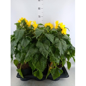Helianthus an. 'Sunfinity Yel Cent'