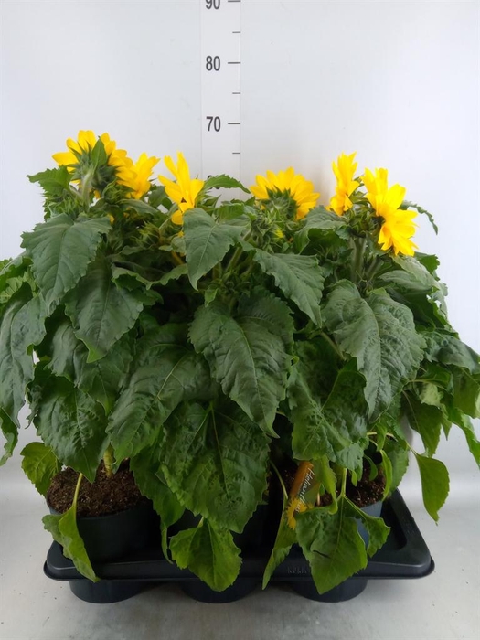 <h4>Helianthus an. 'Sunfinity Yel Cent'</h4>