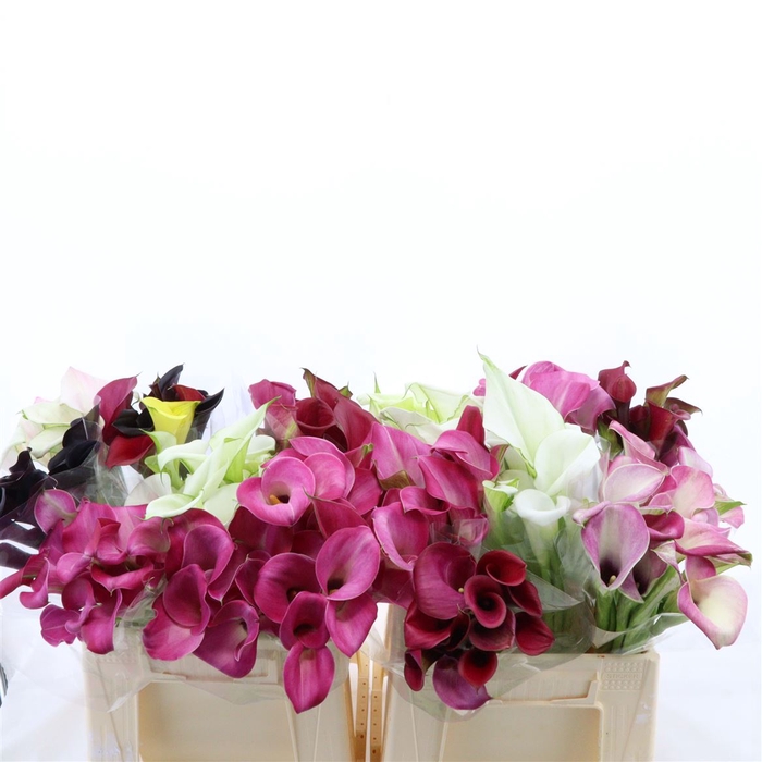 <h4>Calla Gemengd In Fust | Dubbelbloemig</h4>