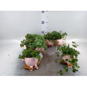 Arr.   Kamerplant Groen L%