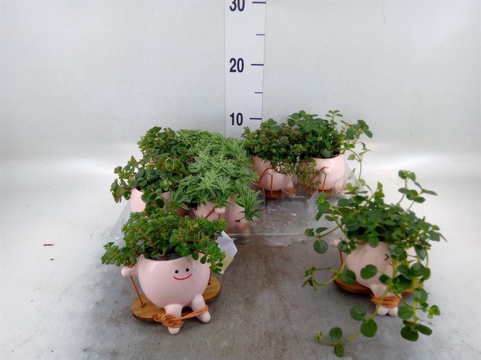 <h4>Arr.   Kamerplant Groen L%</h4>