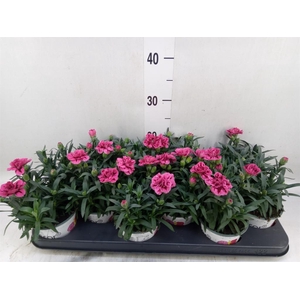 Dianthus  'Oscar Purple Wings'