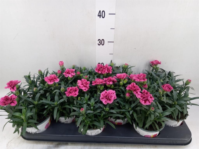 <h4>Dianthus  'Oscar Purple Wings'</h4>