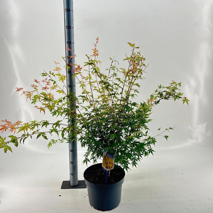 <h4>Acer palmatum Sangokaku</h4>