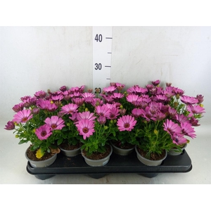 Osteospermum  'Senorita Tanja'