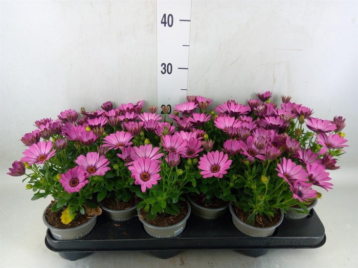 <h4>Osteospermum  'Senorita Tanja'</h4>