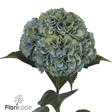 Hydrangea royal pride classic