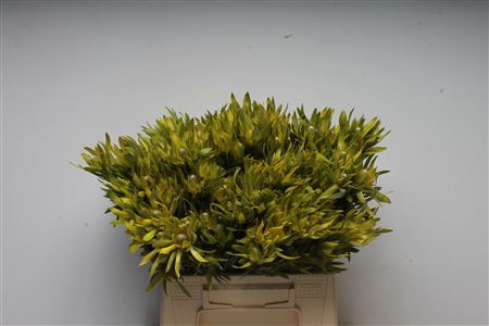 <h4>Leucad Pizza</h4>