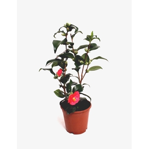 Camellia Japonica P15 10+ Knop