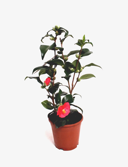 <h4>Camellia Japonica P15 10+ Knop</h4>