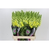 Antirrhinum Potomac Geel