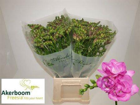 <h4>Fr Du Romantic Pink</h4>