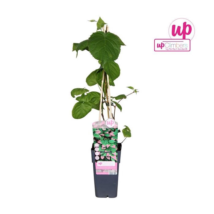 <h4>Actinidia kolomikta P15</h4>