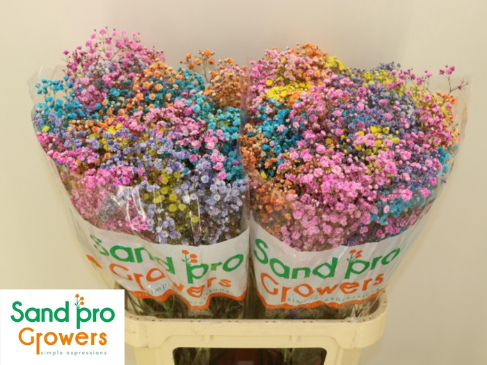 <h4>GYPS KLB H%</h4>