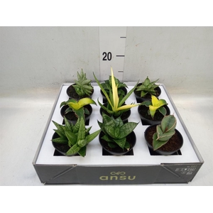 Sansevieria   ...