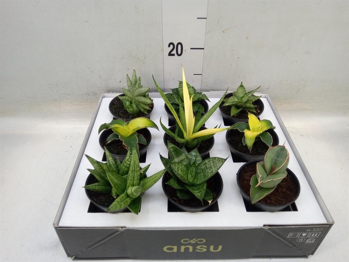 <h4>Sansevieria ...</h4>