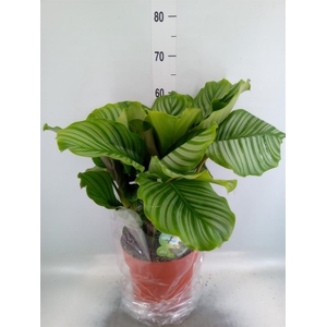 Calathea orbifolia