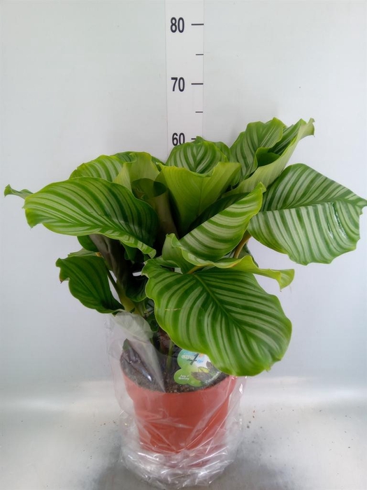 <h4>Calathea orbifolia</h4>