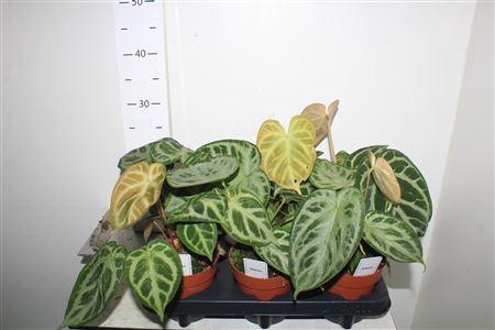 <h4>Anthu Silver Blush</h4>