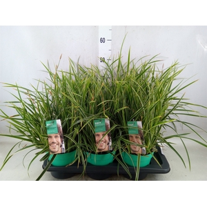 Carex morrowii 'Ice Dance'