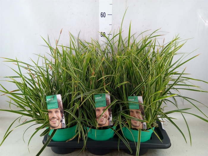 <h4>Carex morrowii 'Ice Dance'</h4>