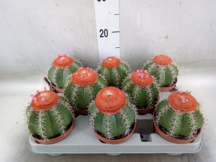 <h4>Melocactus matanzanus</h4>