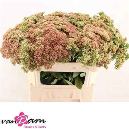 <h4>Sedum Herbstfreude</h4>