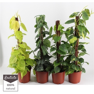 PHILODENDRON MIX KRATISTE KLIMSTOK