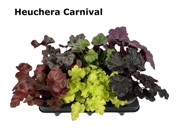 <h4>Heuchera Vil. Carnival</h4>