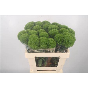 Di Barb Kiwi Me Cool Extra**