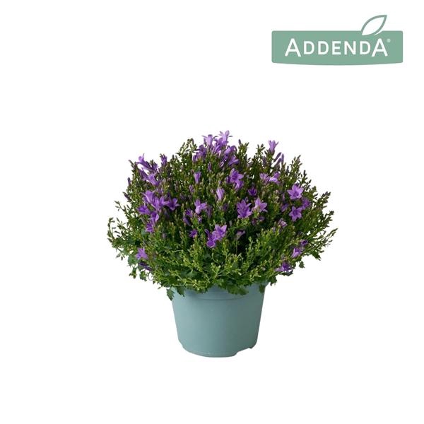 <h4>Campanula portenschlagiana Ambella Intens Purple</h4>