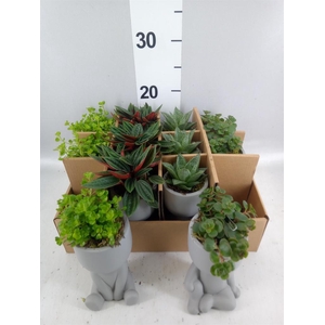 Arr.   Kamerplant Groen L%