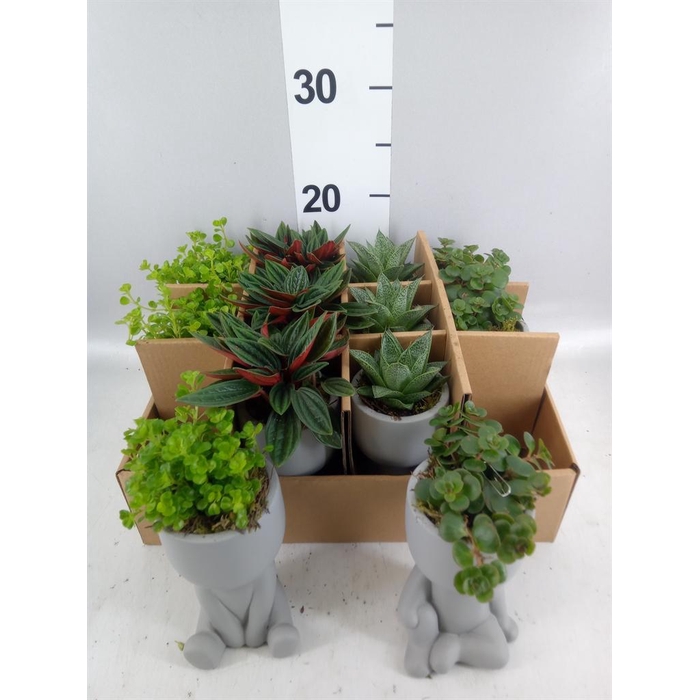 <h4>Arr.   Kamerplant Groen L%</h4>