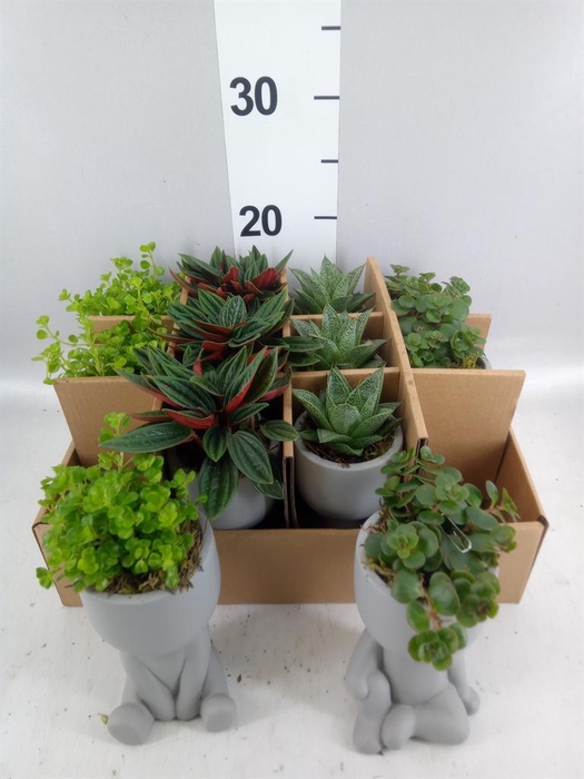 Arr.   Kamerplant Groen L%