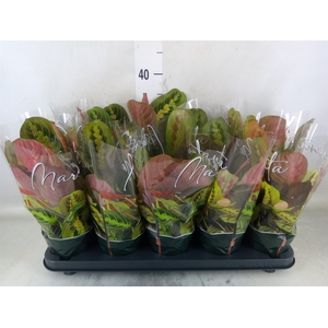 Maranta leuc. 'Fascinator'