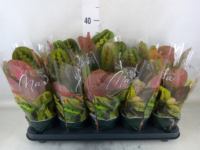 Maranta leuc. 'Fascinator'